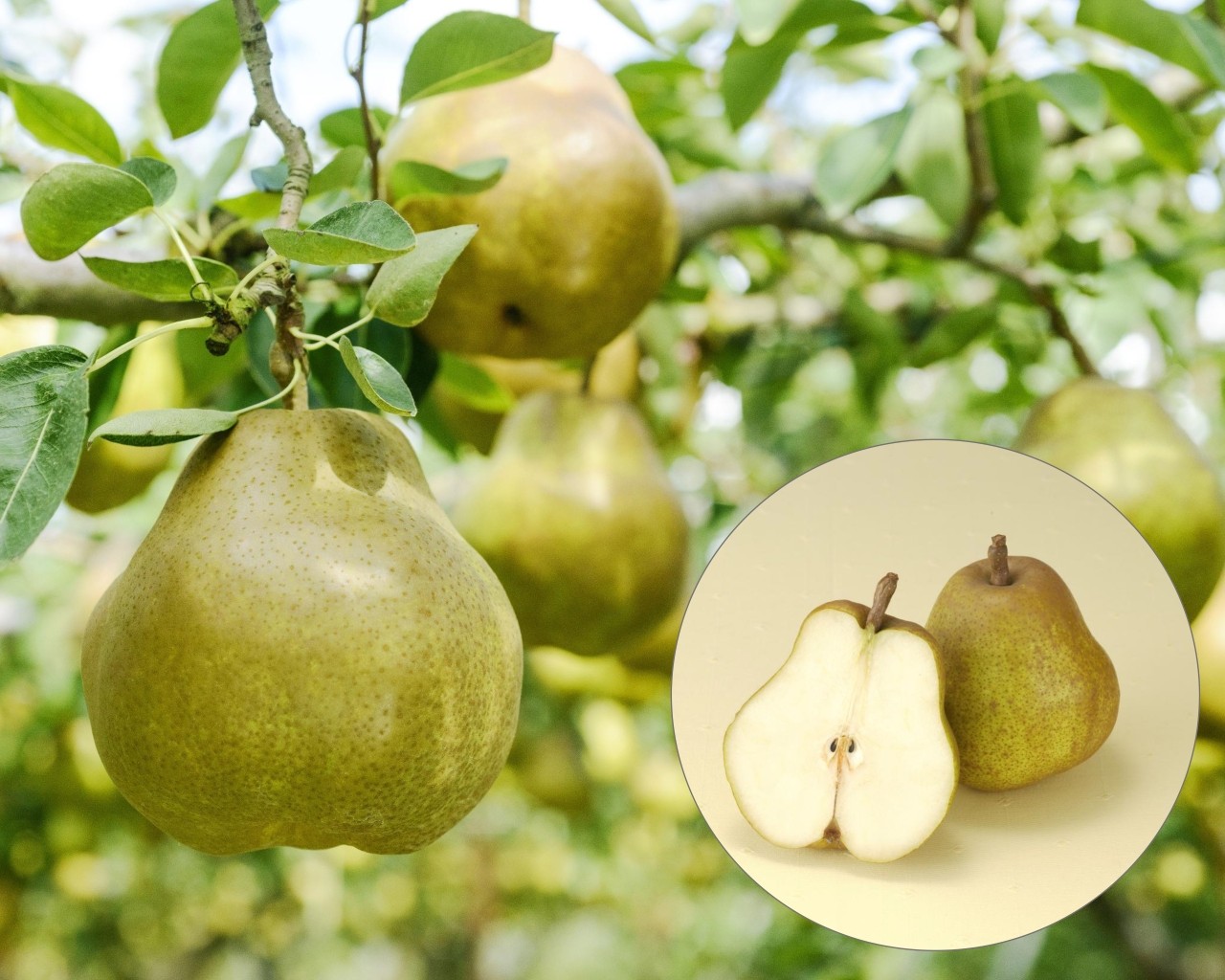 仏師・松本明慶工房の木彫りの干支(丑)｜山形市の仏壇・仏具・墓石｜長門屋