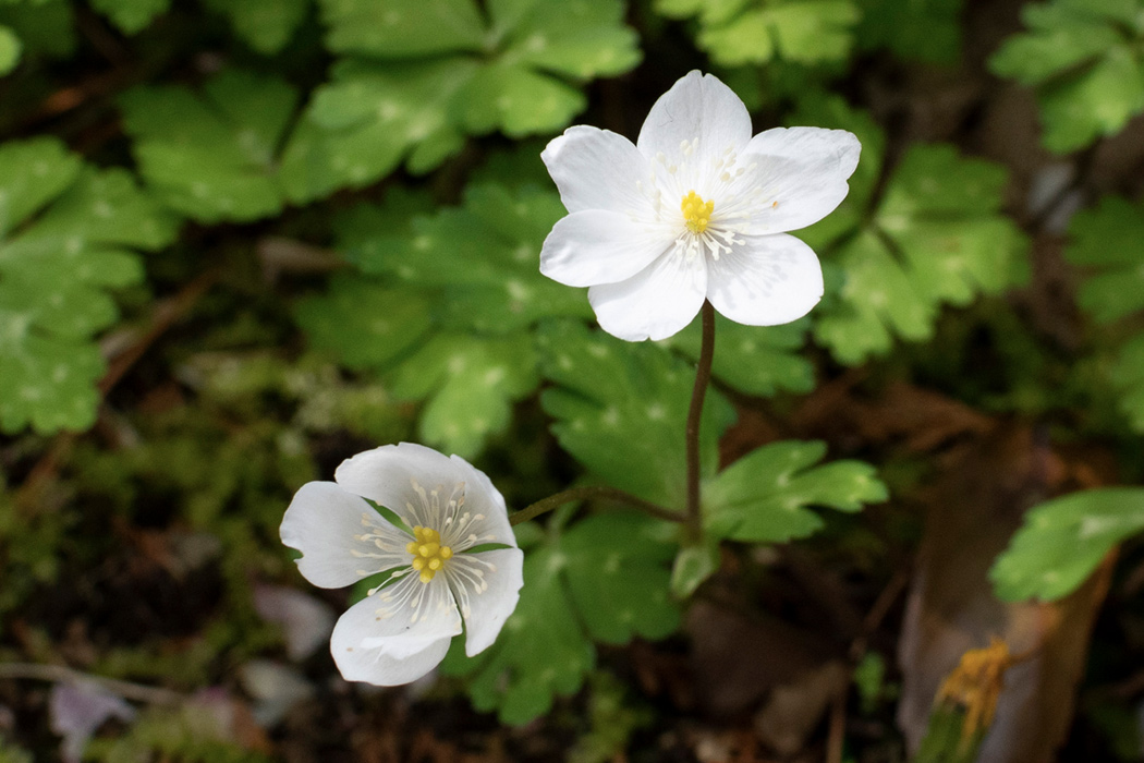 ニリンソウの特徴、分布、生態、写真をご紹介します。｜目に見える