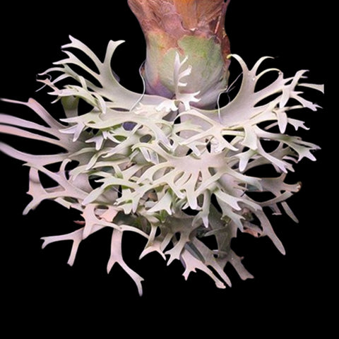 Bare-rooted]Platy. willinckii 'OMG' (TC) 侏儒爪哇 'OMG' (TC)[Dec