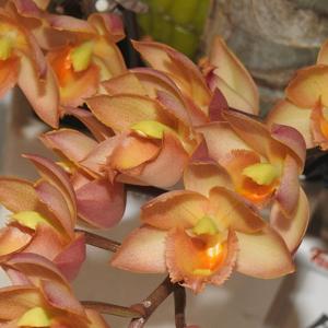 Cyclodes Jumbo Freedom - orchidroots