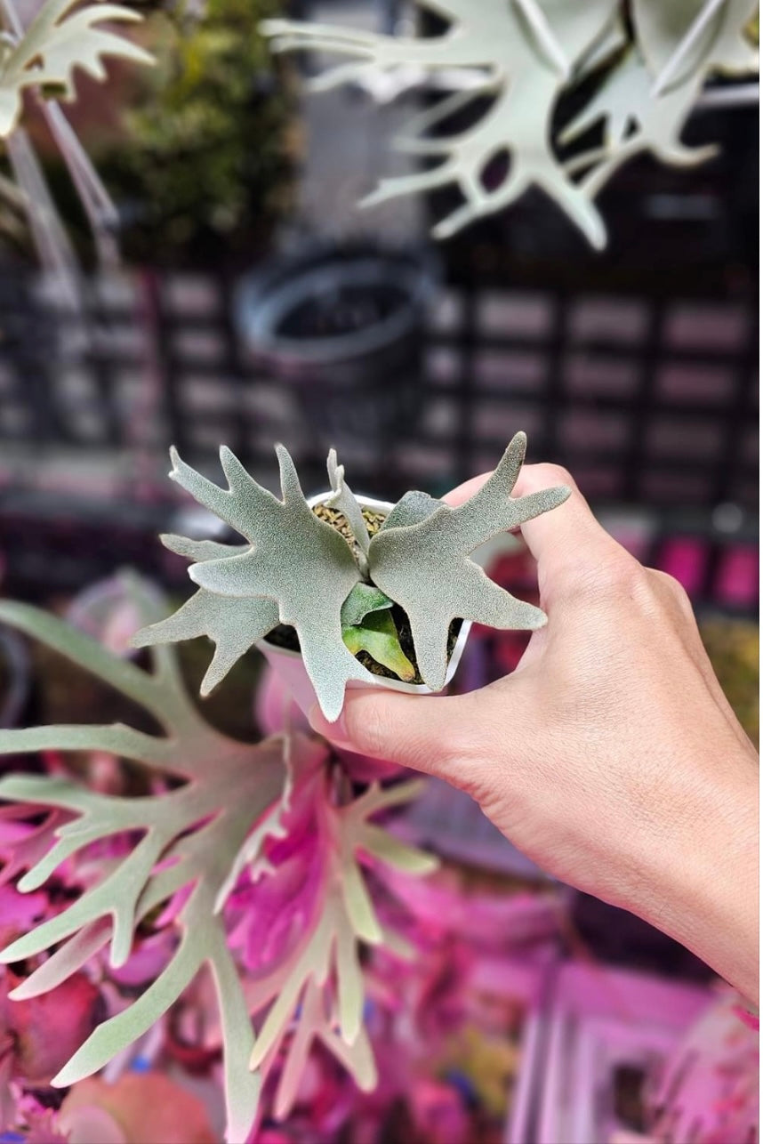 ビカクシダ Yellow moon dwarf Totoro sporeling[M-62] ☆ P