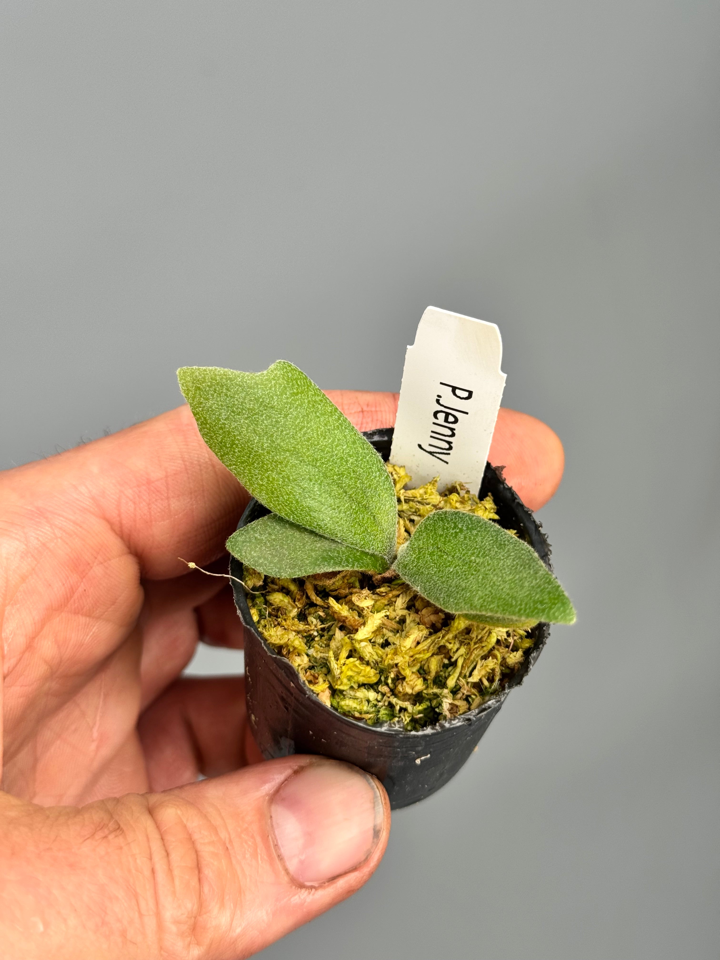 Platycerium willinckii 'Jenny'