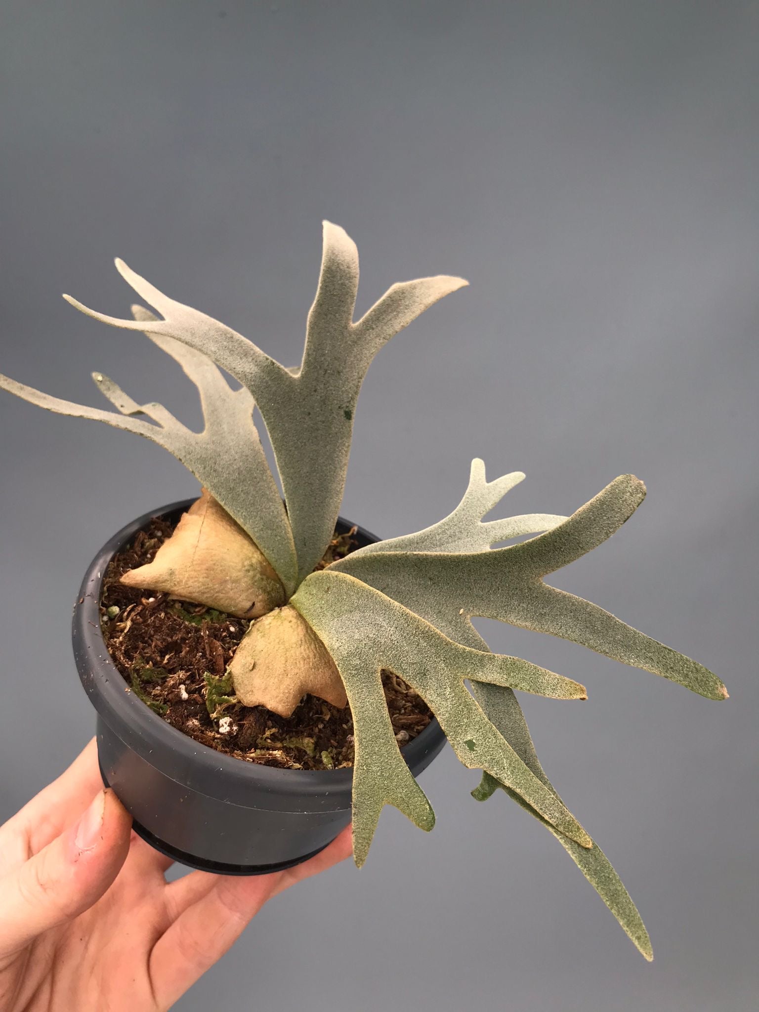 Platycerium willinckii 'Jenny'