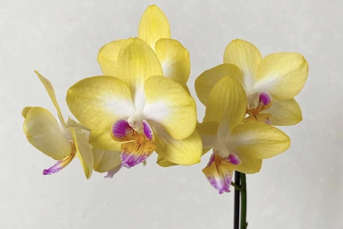 まずは手に取ってみよう！ U to You！！ オススメ胡蝶蘭 〜①交配種