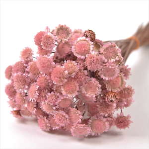 アーティチョーク ナチュラル: ドライフラワー ｜ YDMオンラインストア