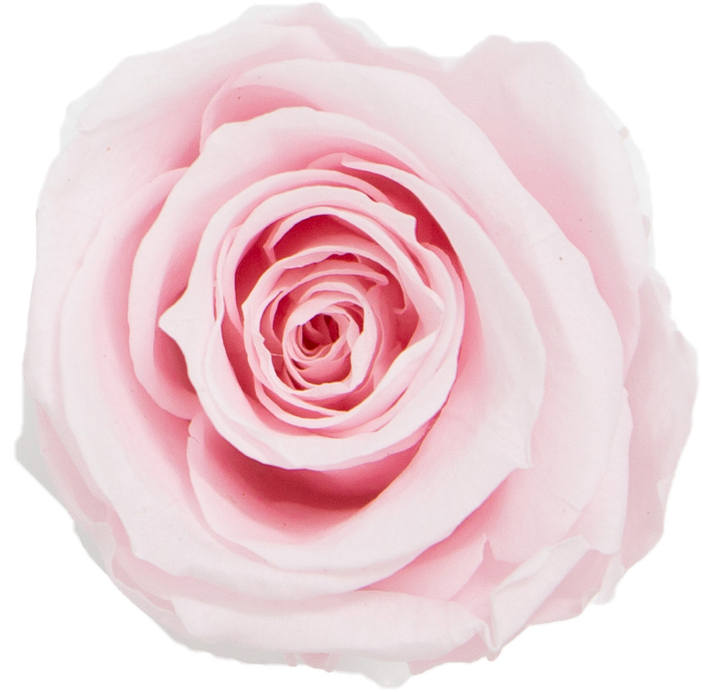 GP ﾘｻﾛｰｽﾞ ﾗｲﾄﾋﾟﾝｸ: プリザーブドフラワー ｜ YDMオンラインストア