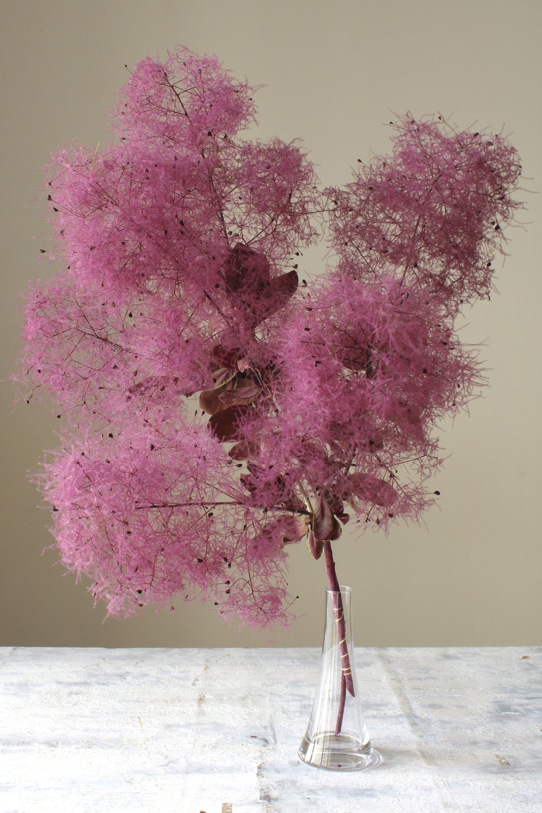 ｽﾓｰｸﾂﾘｰ・大枝 ﾋﾟﾝｸ ☆5: プリザーブドフラワー ｜ YDMオンライン