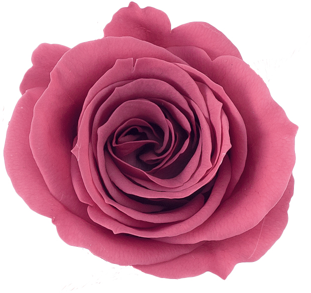 ﾛｰｽﾞ・ﾐﾐｸﾗｰﾚｯﾄﾋﾟﾝｸ: プリザーブドフラワー ｜ YDMオンラインストア