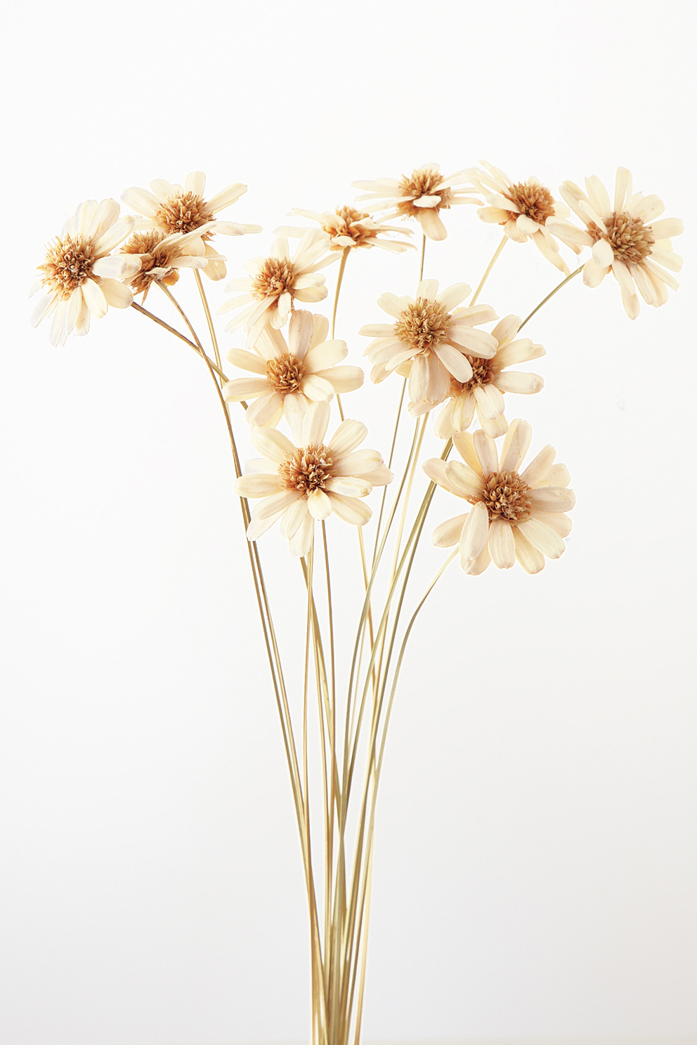 ﾏｰｶﾞﾚｯﾄﾌﾗﾜｰ白: ドライフラワー ｜ YDMオンラインストア ｜ 横浜