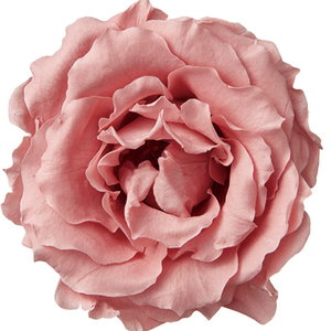 ﾏｼﾞｮﾘｶ・ｻｲｽﾞｱｿｰﾄ/ﾐｽﾃｨｰﾛｰｽﾞ: プリザーブドフラワー ｜ YDMオンライン