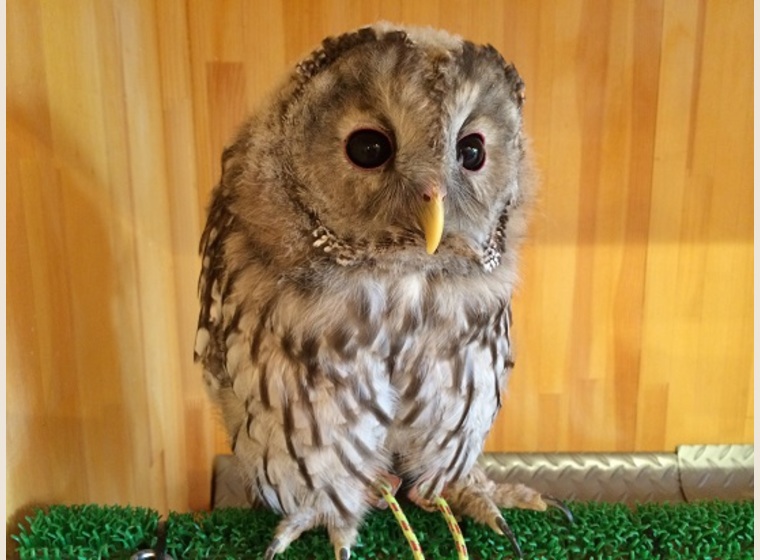 ウラルアウル 2015年国内ブリード べた慣れ必至ですよ！！ | ふくろう