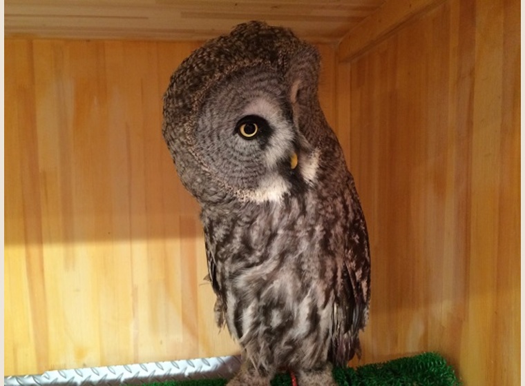 カラフトフクロウ 海外インプリント | ふくろう(猛禽類) | Rare ZOO