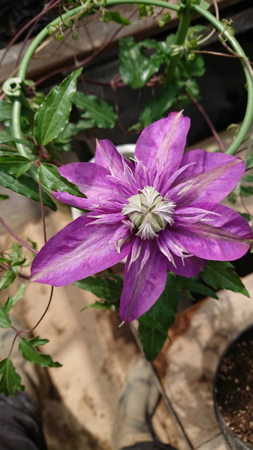 クレマチス苗昇龍 2022最新｜シクラメン栽培の大内園芸