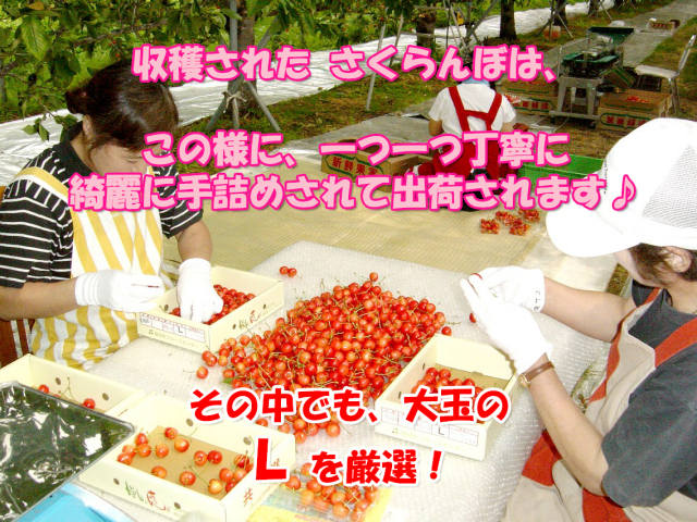 味にこだわり！秋田県産さくらんぼ♪佐藤錦,チャーミーチェリー