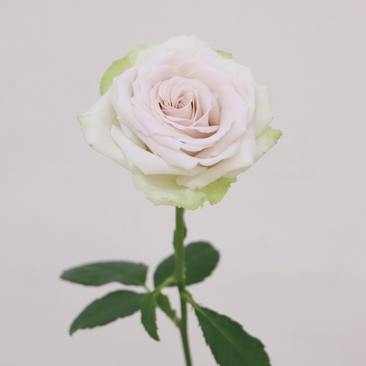 6.2 ローズの日 in OTA '25 - 株式会社大田花き