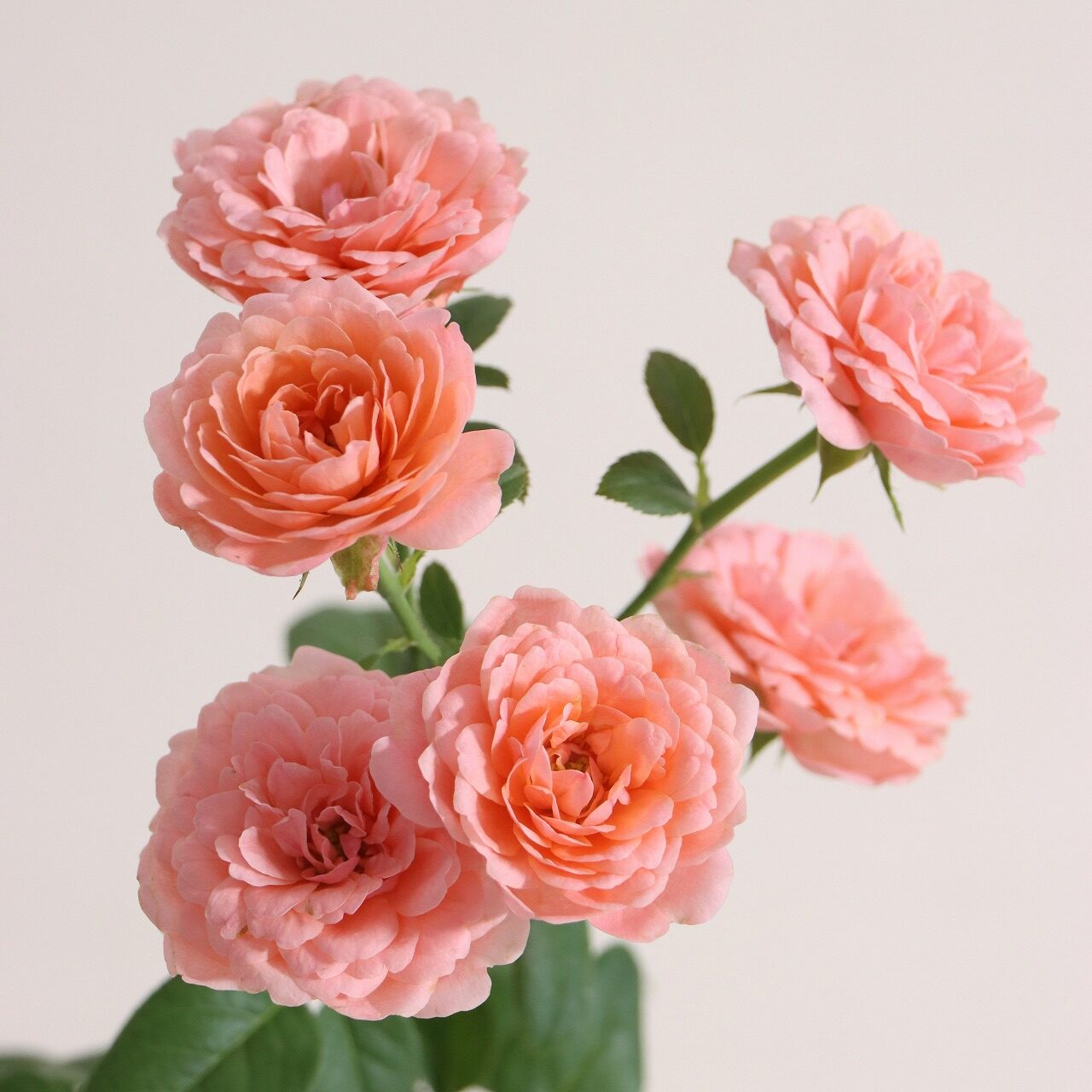 秋を彩る 最新バラCollection - 株式会社大田花き