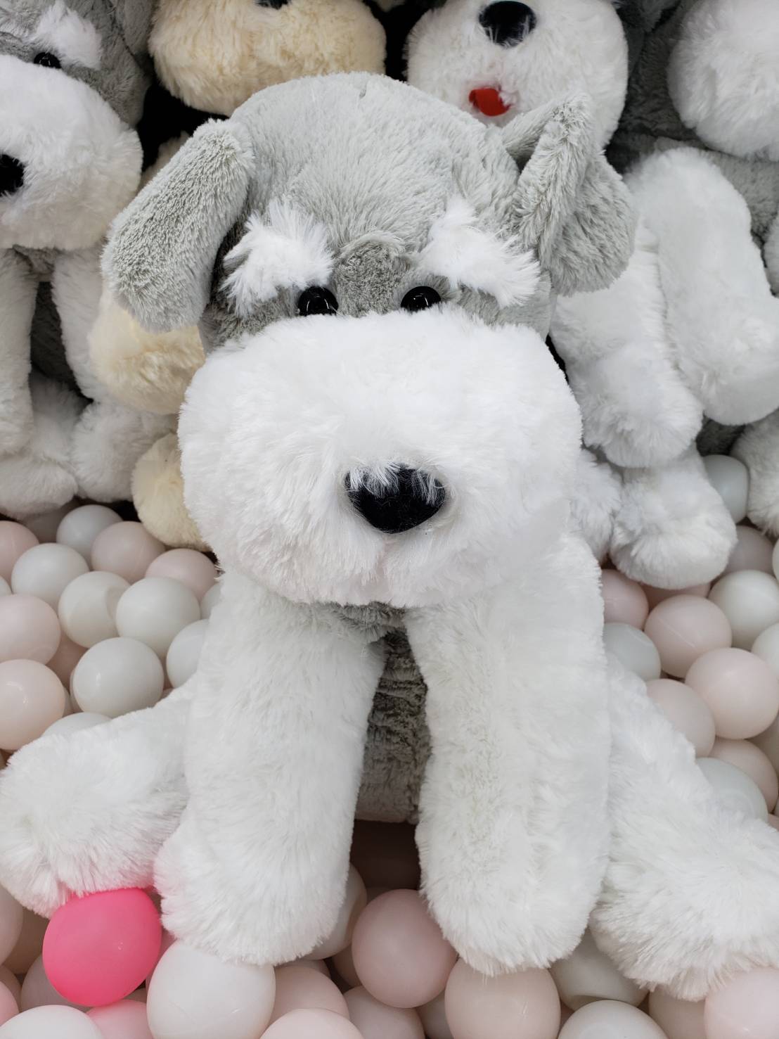 □アミューズ入荷情報です！◇くったりシュナウザー ナチュラル 全3種