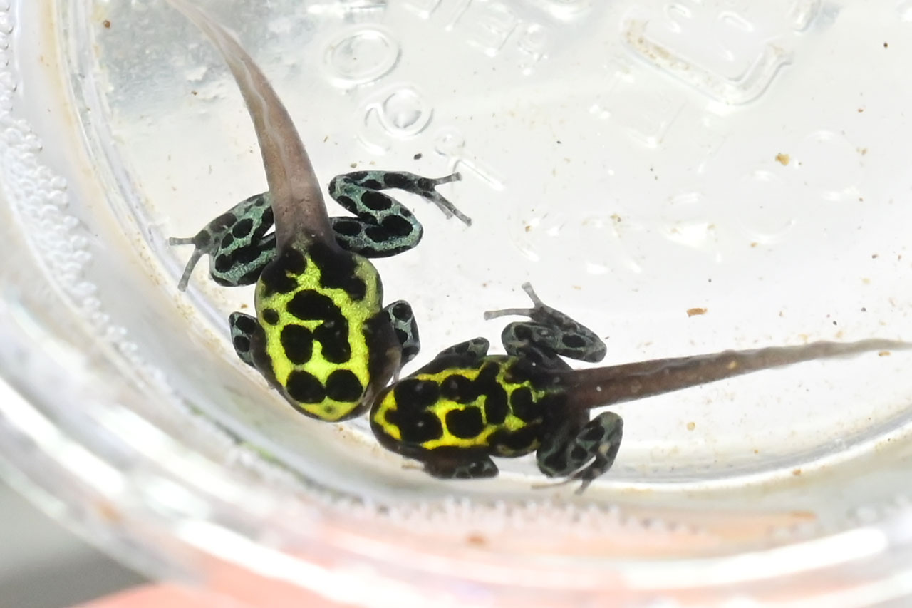 ラニトメヤ・バリアビリスの飼育・繁殖情報 – おたま商会