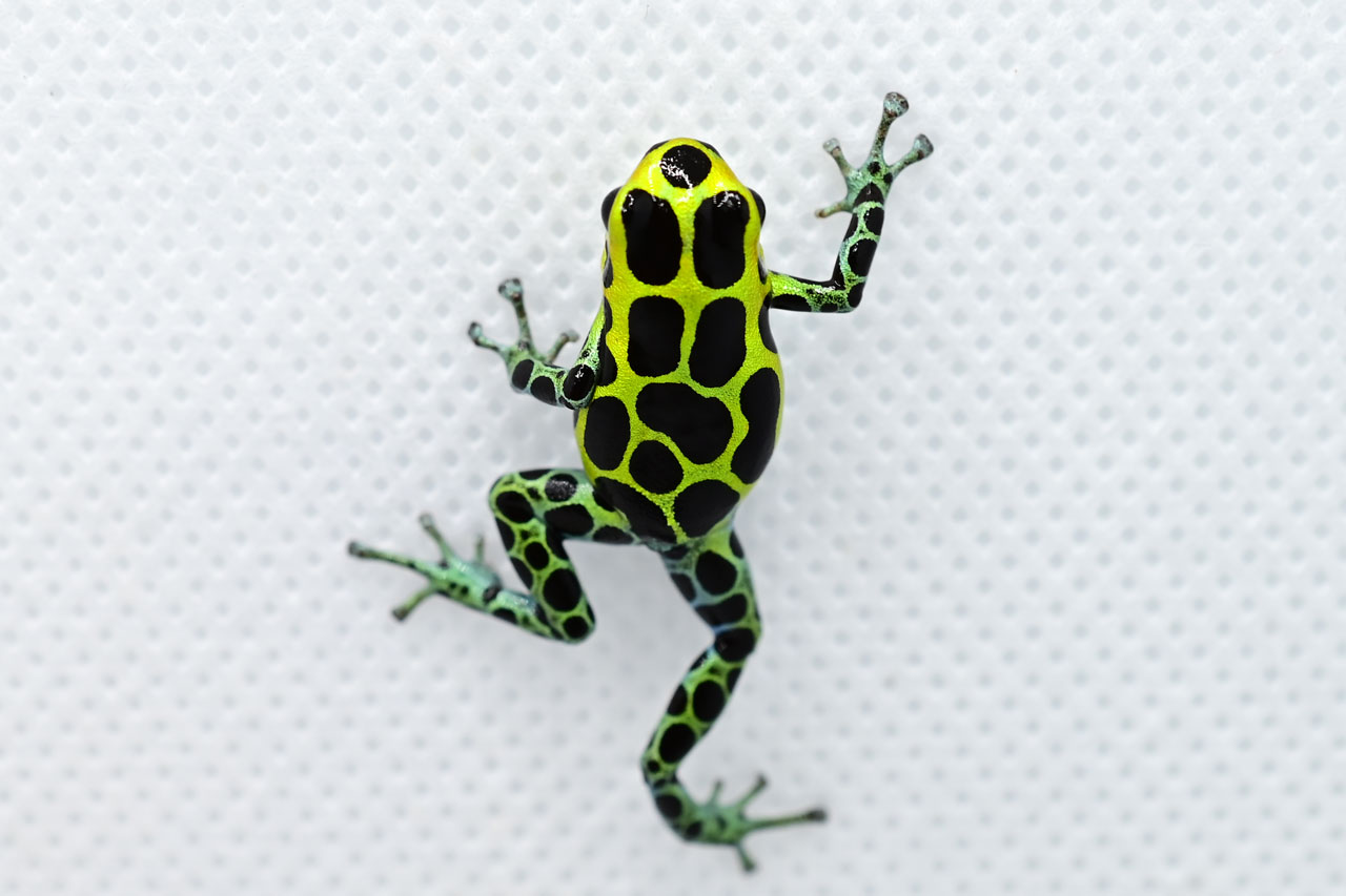 ラニトメヤ・バリアビリスの飼育・繁殖情報 – おたま商会