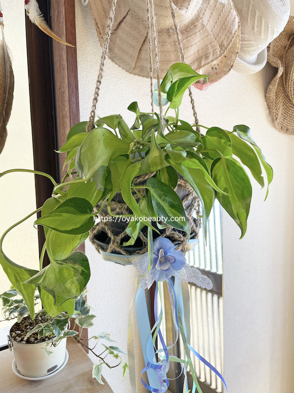 素人が板付してみたビカクシダ【コウモリランを育ててみよう！】｜私の