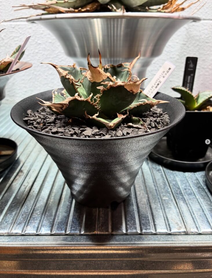 入荷情報】アガベ 緑幽霊（Green Ghost）✨🌵 | O.Z.S PLANTS CLUB