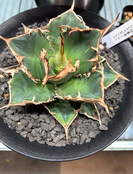 入荷情報】アガベ 緑幽霊（Green Ghost）✨🌵 | O.Z.S PLANTS CLUB