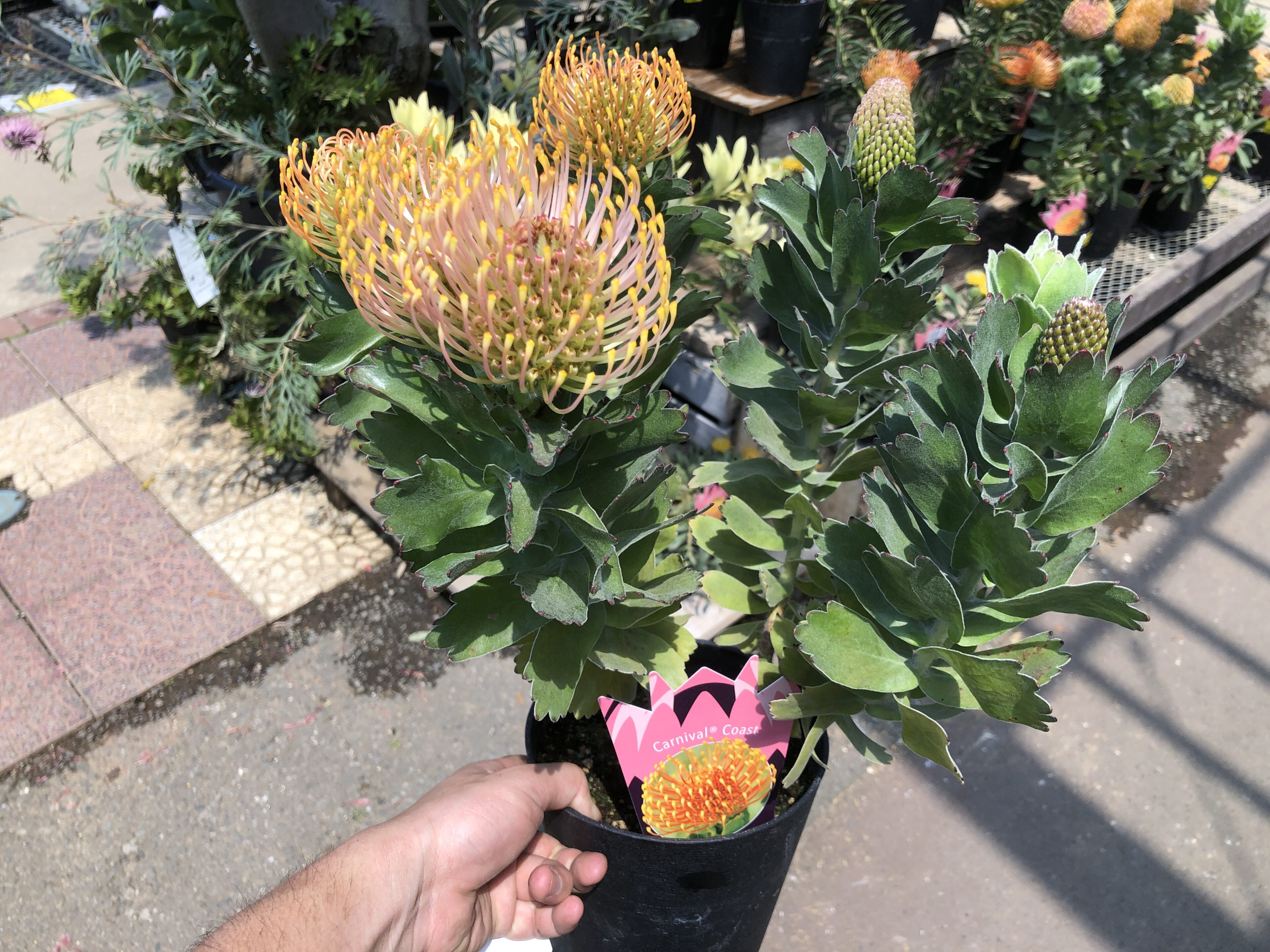 速報】オージープランツ、ネイティブプランツ最盛期🦘人気の植物大集合