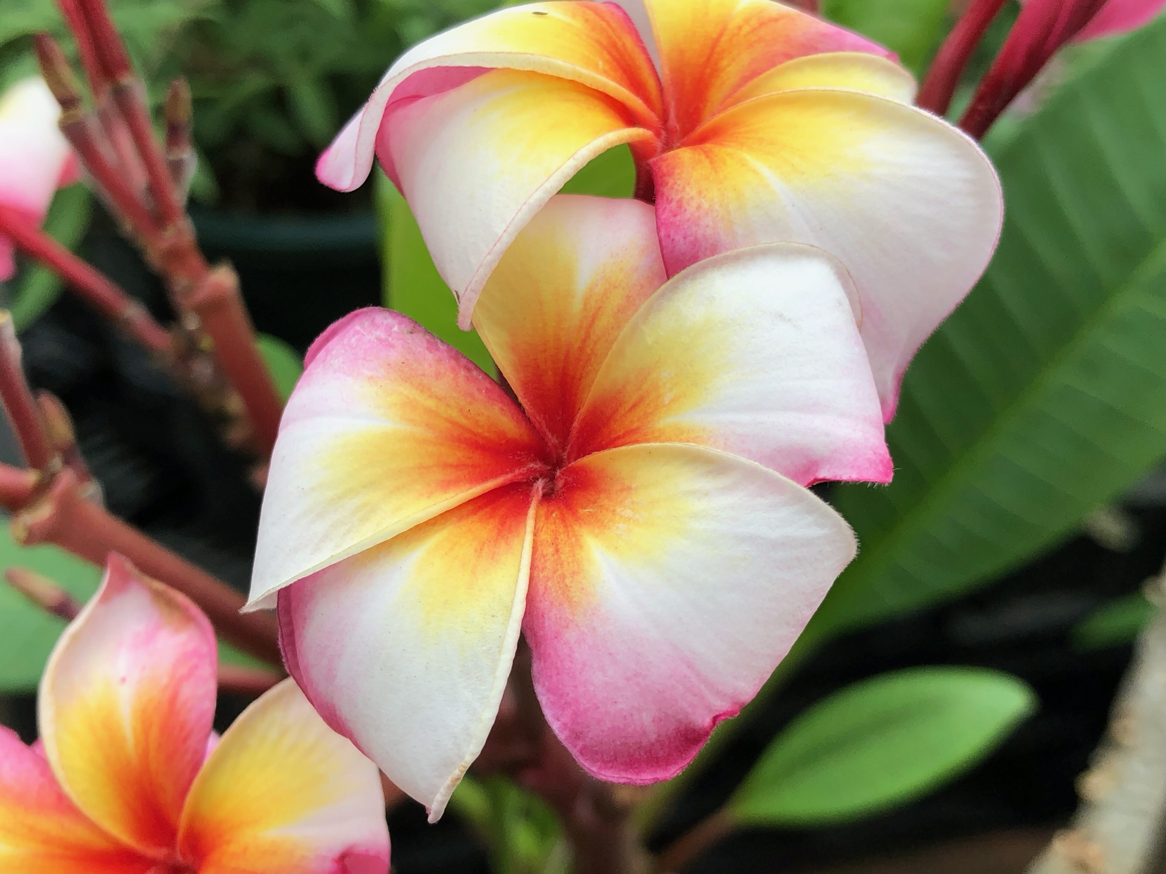 南国の花！「プルメリア」が驚異の40品種！！たくさん入荷しました