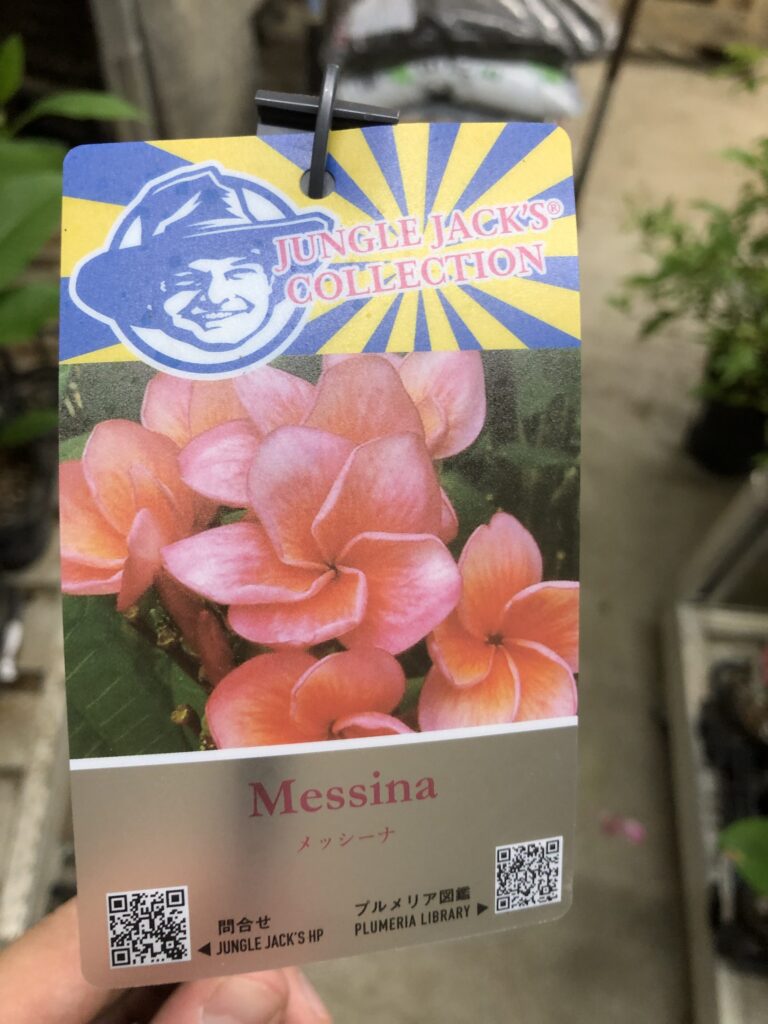 南国の花！「プルメリア」が驚異の40品種！！たくさん入荷しました