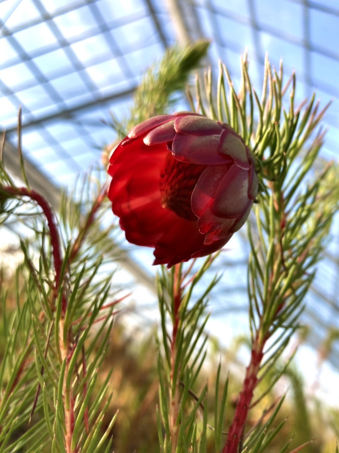 ひと癖あるネイティブプランツが集合！（バンクシア、プロテア