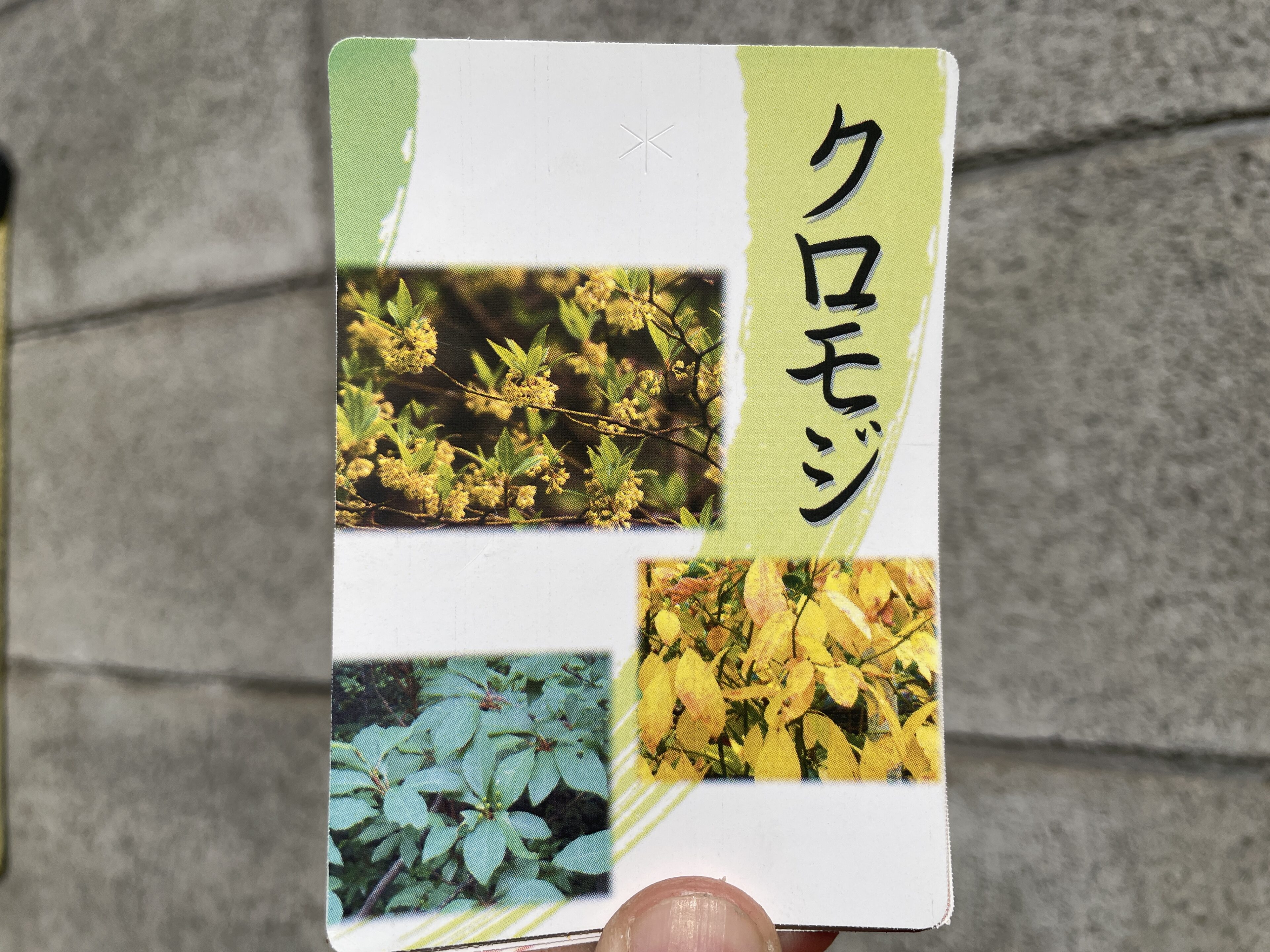 植え付け時！アオダモ、クロモジほか雑木入荷ご案内 | オザキフラワー