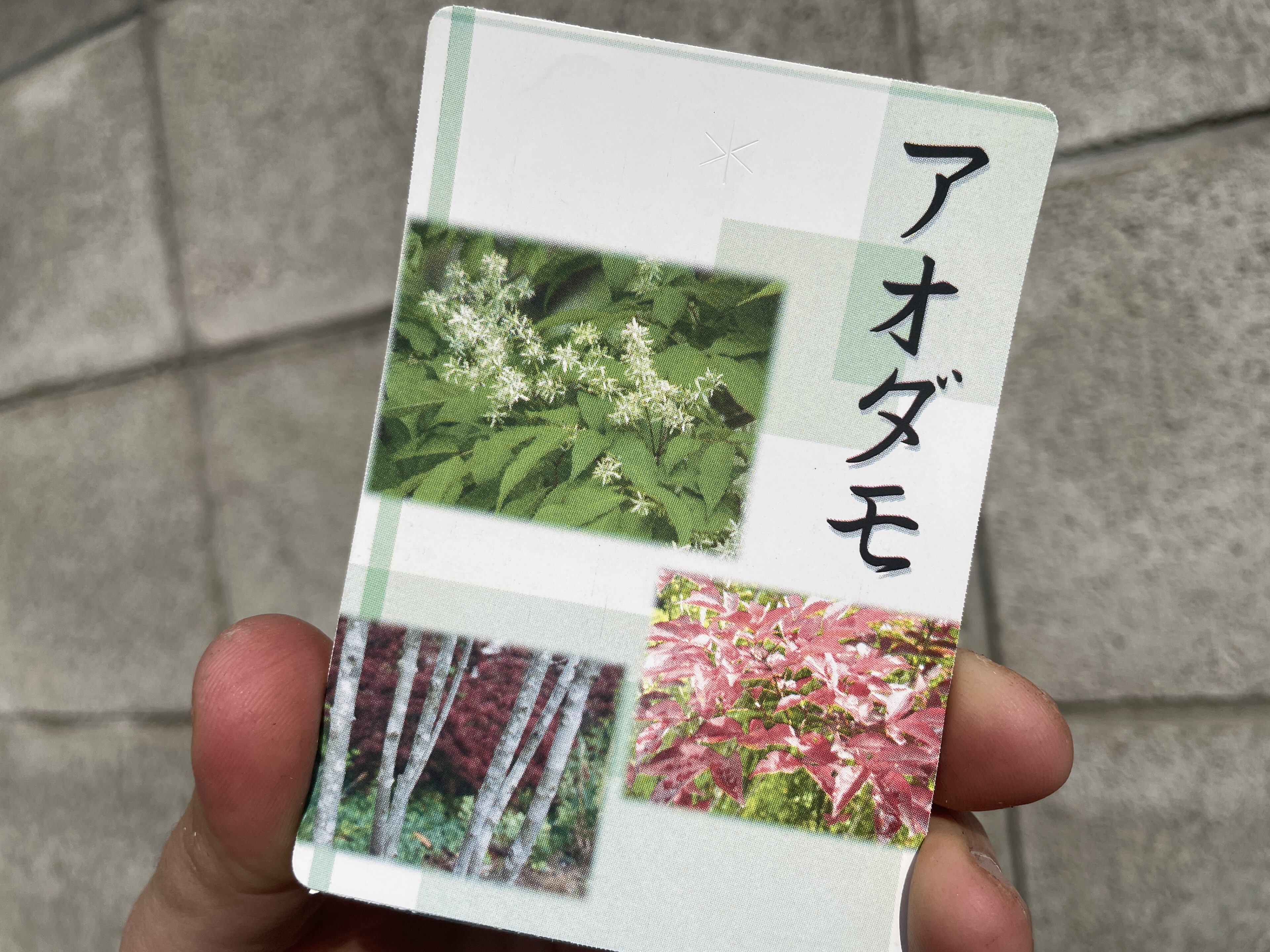 植え付け時！アオダモ、クロモジほか雑木入荷ご案内 | オザキフラワー