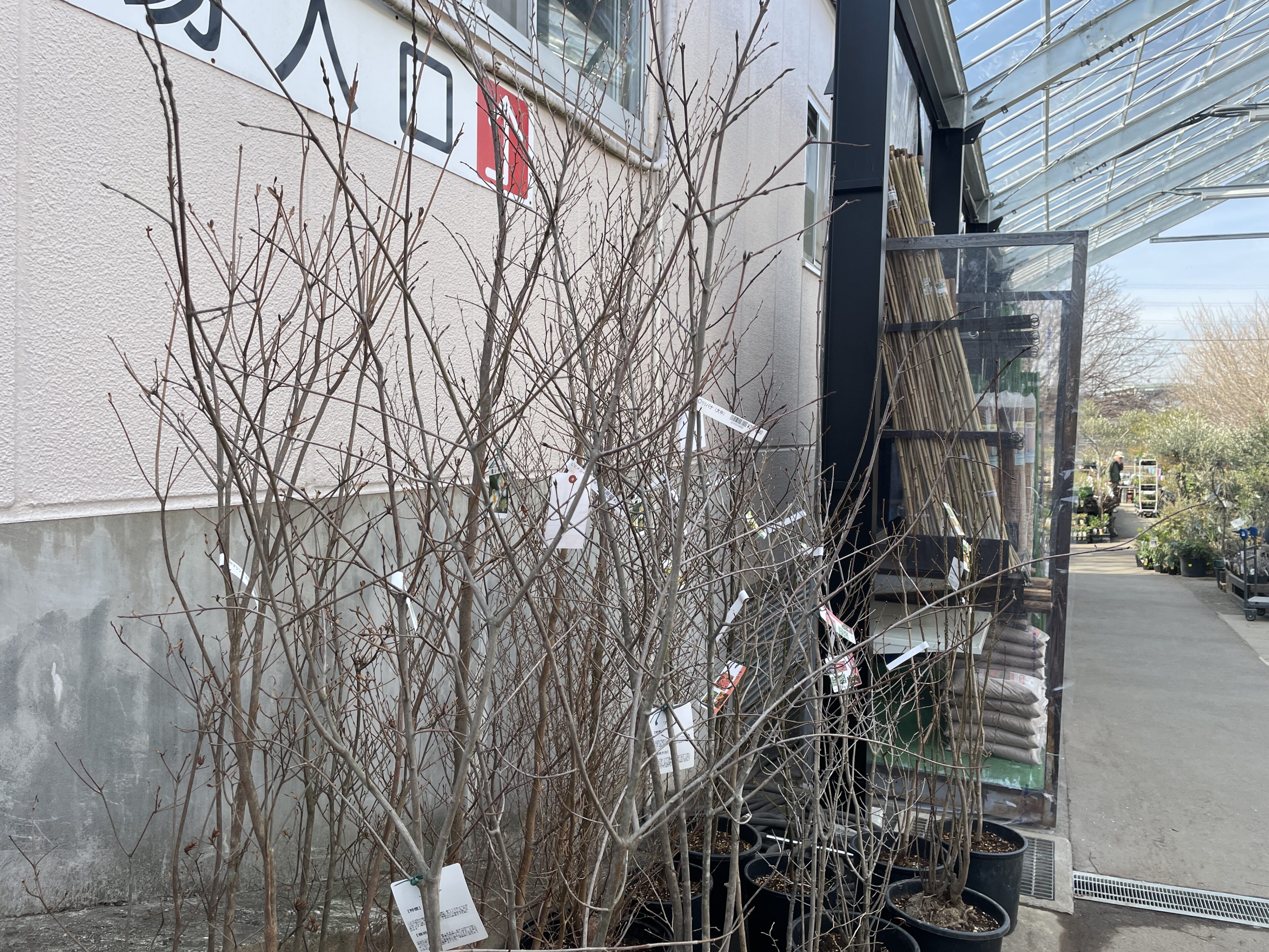 植え付け時！アオダモ、クロモジほか雑木入荷ご案内 | オザキフラワー