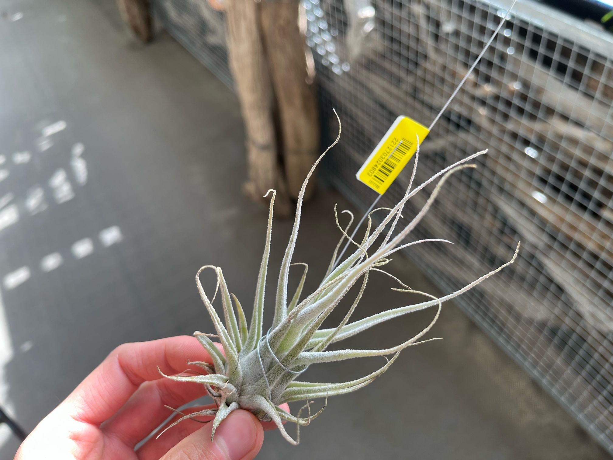 チランジア追加しました！！ | オザキフラワーパーク | オザキフラワー