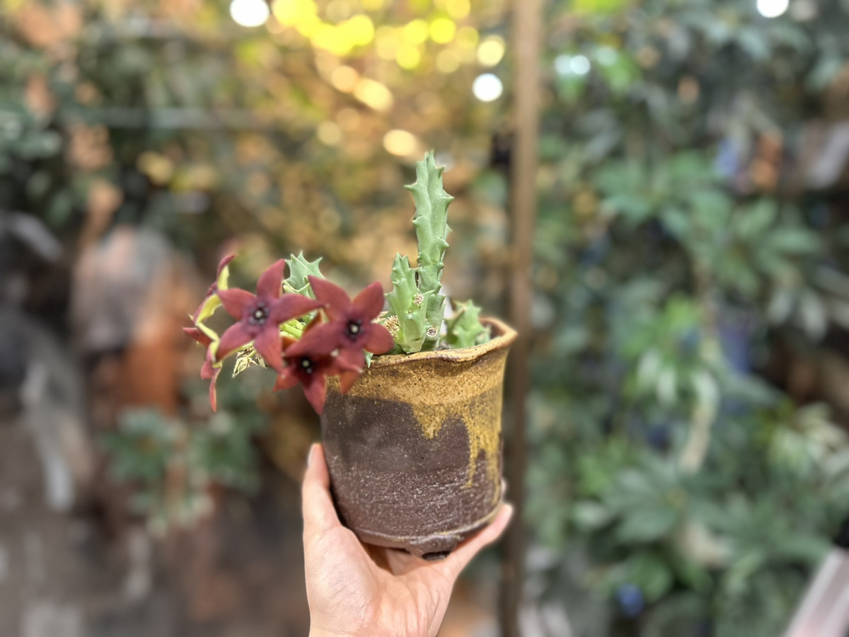 🌵10.26-27 多肉大集合🌵【多肉植物向け用品】オザキオリジナル用土