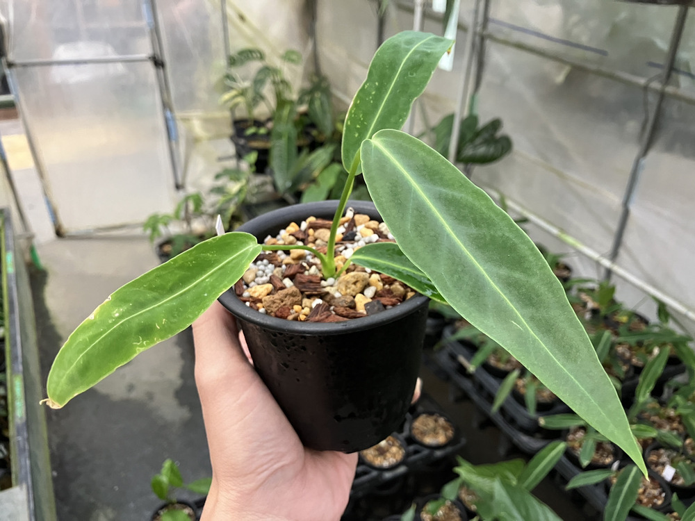 今週のショーケース Anthurium warocqueanum | オザキフラワーパーク