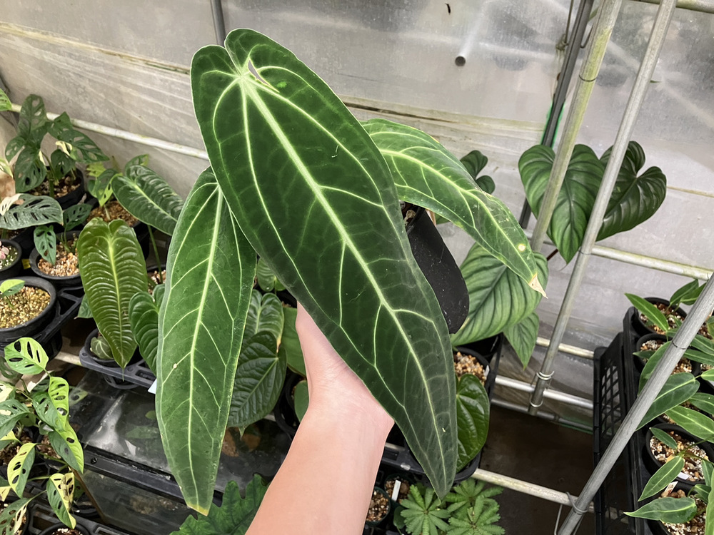 今週のショーケース Anthurium warocqueanum | オザキフラワーパーク