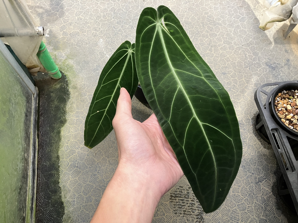 今週のショーケース Anthurium warocqueanum | オザキフラワーパーク