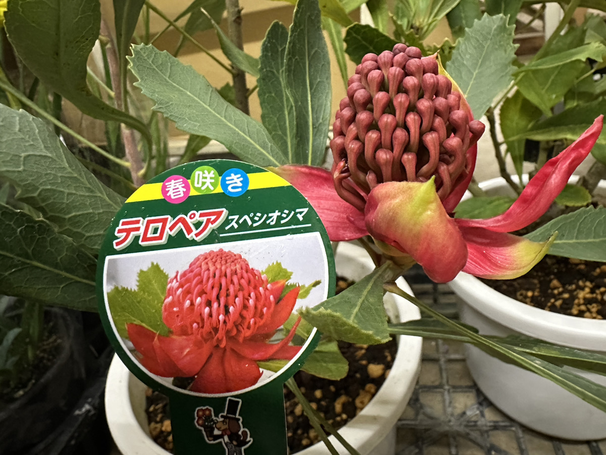 🦘4/5-6開催のオージープランツ講座にあわせて販売する植物達をご紹介