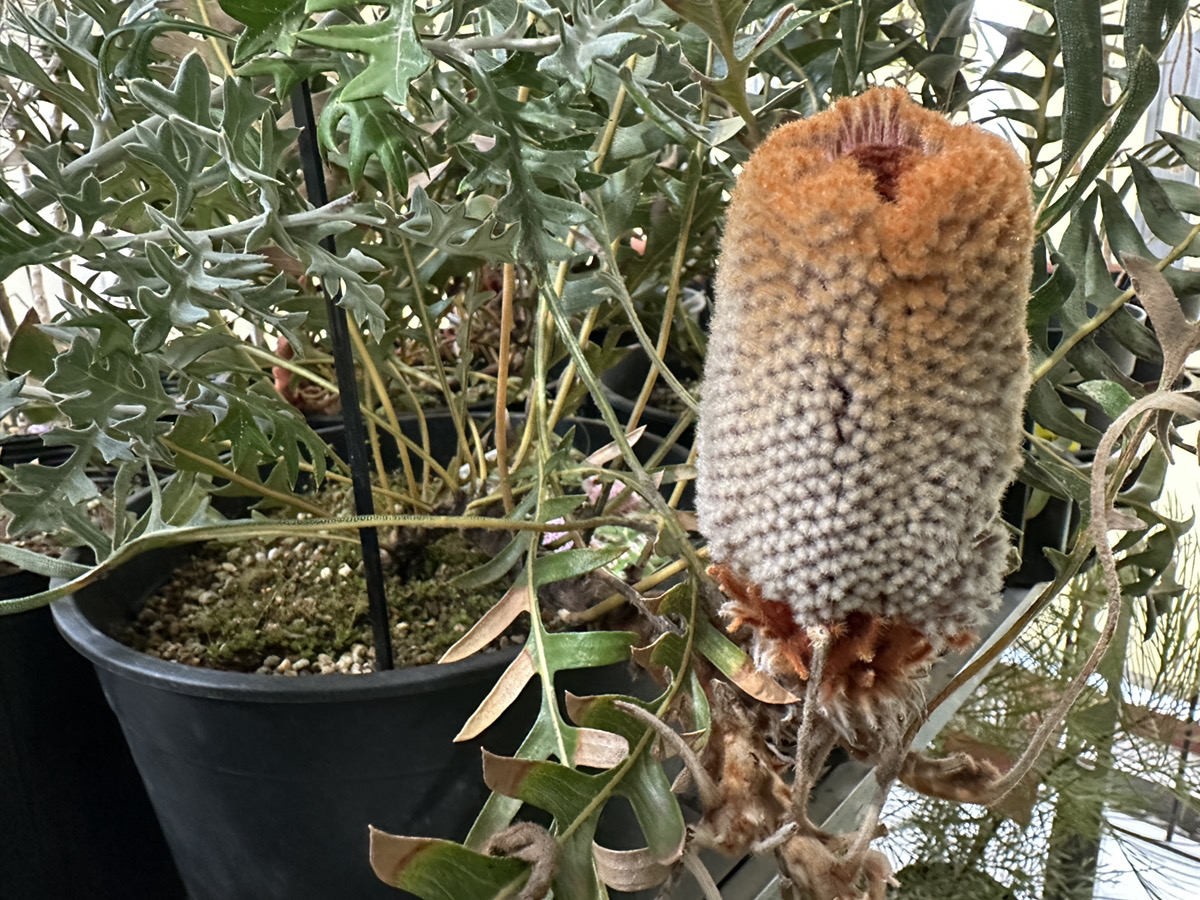 🦘4/5-6開催のオージープランツ講座にあわせて販売する植物達をご紹介