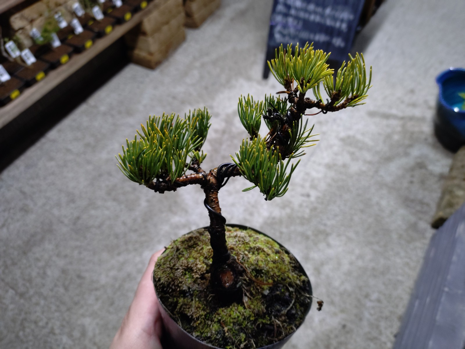 盆栽コーナー誕生！ カジュアルなミニ盆栽が多数！合計約300鉢集合