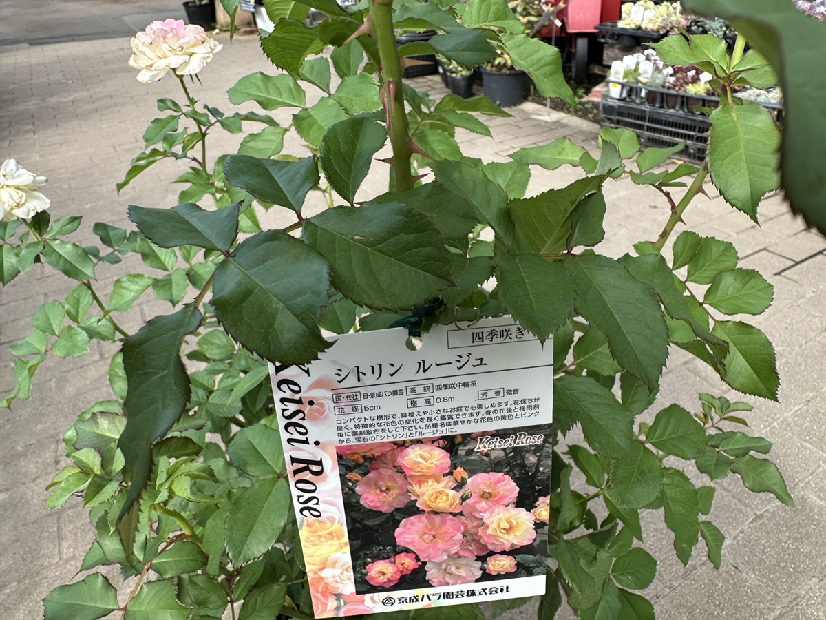 2025年新品種！京成バラ開花株入荷！ | オザキフラワーパーク | オザキ