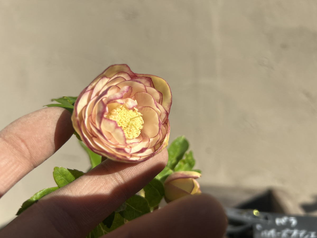 いよいよシーズン開始!! 加藤農園クリスマスローズ大集合!! | オザキ