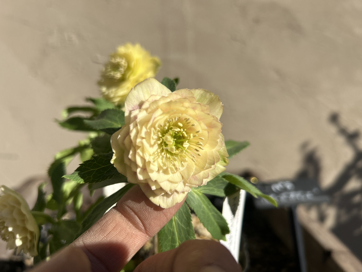 いよいよシーズン開始!! 加藤農園クリスマスローズ大集合!! | オザキ