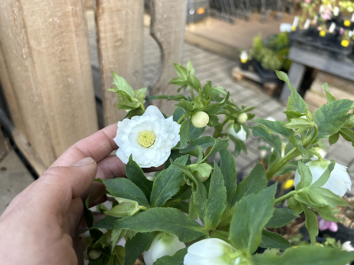 クリスマスローズ 現状蕾 極小輪 株分け前提 クリスマスローズ 現状蕾