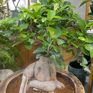 ガジュマル | オザキフラワーパーク | オザキフラワーパーク