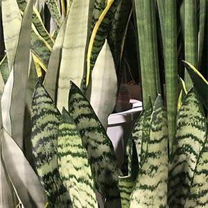 サンスベリア（サンセベリア） | オザキフラワーパーク | オザキ