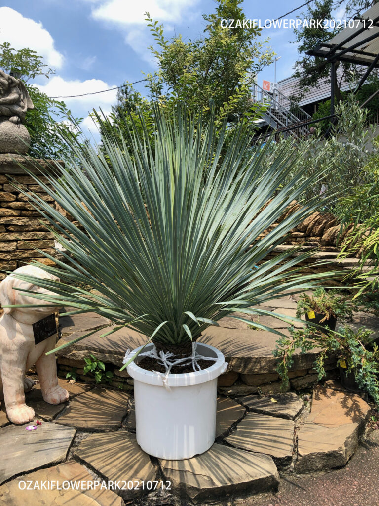 1F|オザキドライガーデン通信vol.1 | オザキフラワーパーク | オザキ