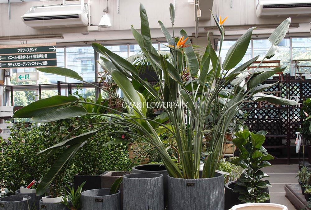 ストレリチア | オザキフラワーパーク | オザキフラワーパーク