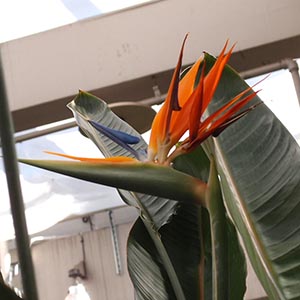 ストレリチア | オザキフラワーパーク | オザキフラワーパーク